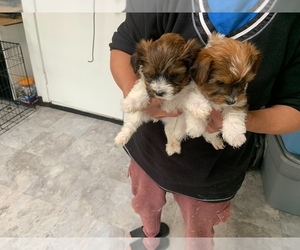 Maltese Puppy for sale in SPARKS, NV, USA