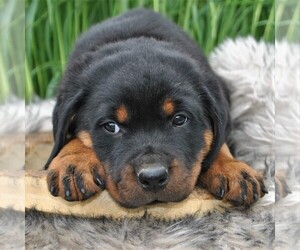 Rottweiler Puppy for sale in GREENCASTLE, PA, USA
