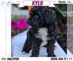 Puppy Kylo Maltipoo (Toy)