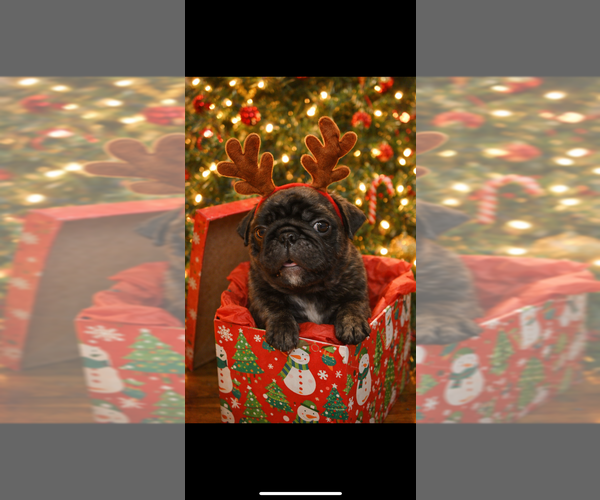 Medium Photo #10 Pug Puppy For Sale in CLEARWATER, FL, USA
