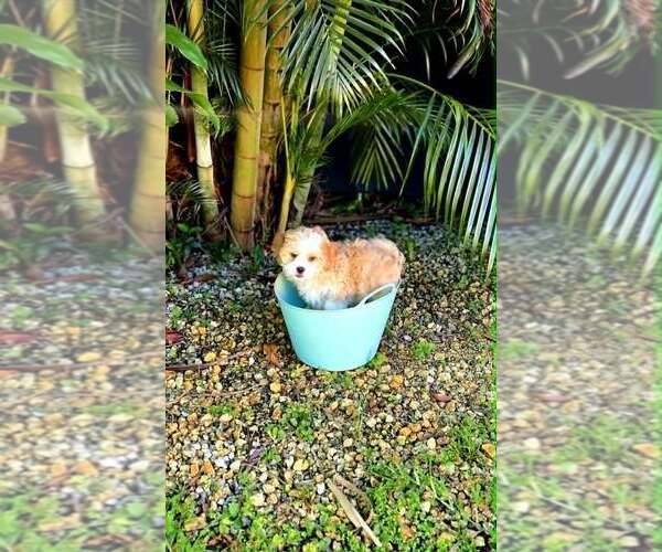 Medium Photo #10 Mal-Shi Puppy For Sale in Plantation, FL, USA