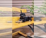 Small #3 German Shepherd Dog
