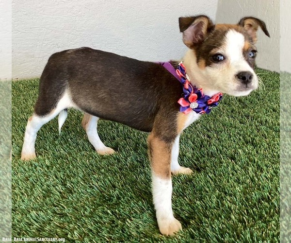 Medium Photo #3 Jug Puppy For Sale in San Diego, CA, USA
