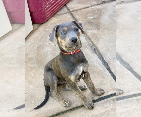 Medium Photo #9 Mutt Puppy For Sale in San Diego, CA, USA