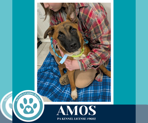 Mutt Dogs for adoption in Kimberton, PA, USA