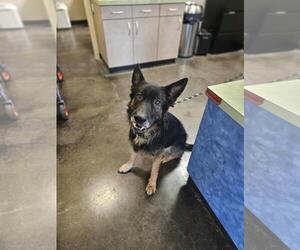German Shepherd Dog-Unknown Mix Dogs for adoption in Rockwall, TX, USA