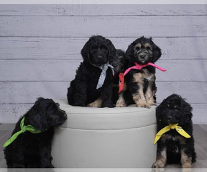 Labradoodle Puppy for sale in MARYSVILLE, WA, USA