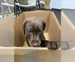 Small Photo #6 Labrador Retriever Puppy For Sale in PUYALLUP, WA, USA