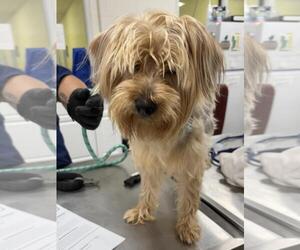 Mutt Dogs for adoption in Forestville, MD, USA
