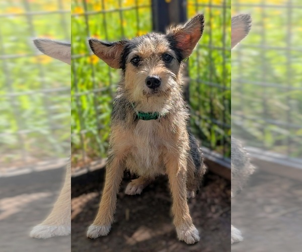 Medium Photo #1 Mutt Puppy For Sale in Grafton, WI, USA