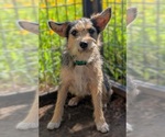 Small Mutt