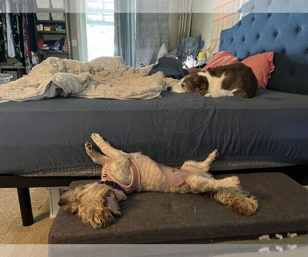 Medium Photo #6 Schweenie Puppy For Sale in Holly Springs, NC, USA