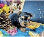Small #6 Yorkshire Terrier