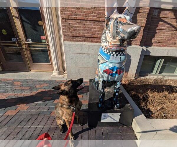 Medium Photo #6 - Mix Puppy For Sale in Imlay City, MI, USA