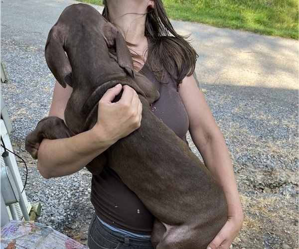 Medium Photo #19 Great Dane Puppy For Sale in SPRAGGS, PA, USA