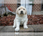Puppy Sage English Cream Golden Retriever
