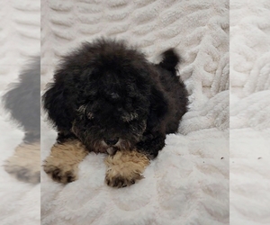 Maltipoo Puppy for sale in CYPRESS, TX, USA