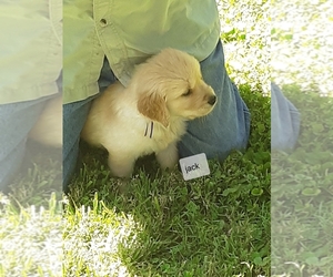 Golden Retriever Puppy for sale in MARSHALL, MO, USA