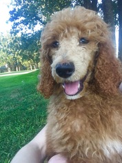 Poodle (Standard) Puppy for sale in FORT WORTH, TX, USA