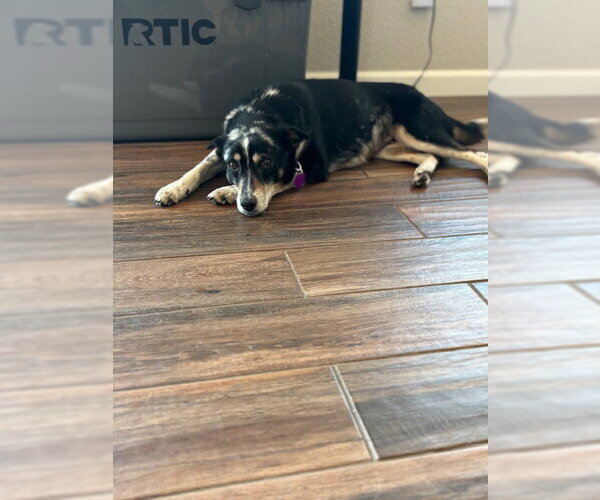 Medium Photo #2 Mutt Puppy For Sale in Aurora, CO, USA