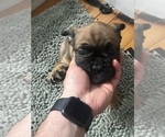 Small #1 American Bully-French Bulldog Mix