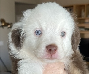 Miniature Australian Shepherd Puppy for sale in DIXON, CA, USA