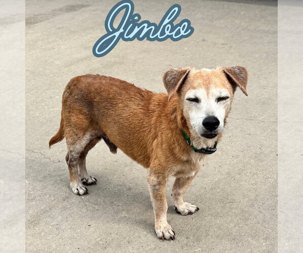 Medium Photo #17 Dachshund-Unknown Mix Puppy For Sale in San Antonio, TX, USA