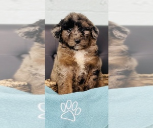 Australian Shepherd-Poodle (Toy) Mix Puppy for sale in CINCINNATI, OH, USA