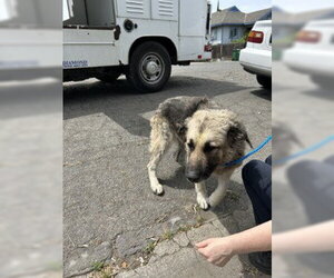 German Shepherd Dog Dogs for adoption in Stockton, CA, USA