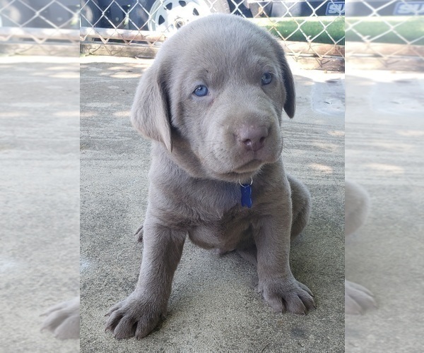Medium Photo #3 Labrador Retriever Puppy For Sale in DIETERICH, IL, USA
