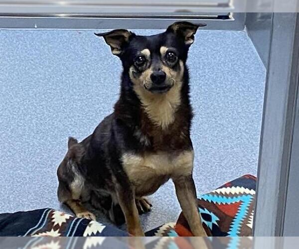 Medium Photo #1 Chihuahua Puppy For Sale in Orange, CA, USA
