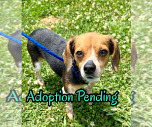 Beagle-Unknown Mix Dogs for adoption in Dunnellon, FL, USA