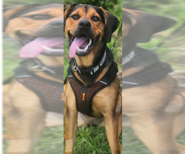 Medium Photo #4 Mutt Puppy For Sale in St. Augustine, FL, USA