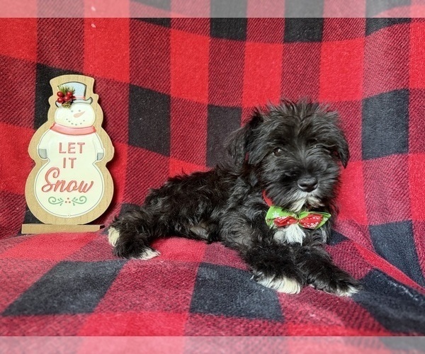 Medium Photo #3 Schnauzer (Miniature) Puppy For Sale in LAKELAND, FL, USA
