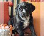 Small #3 Labrador Retriever Mix