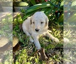 Small #7 Goldendoodle