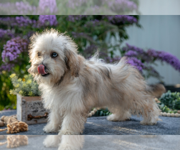 Medium Photo #3 Poovanese Puppy For Sale in CAPAC, MI, USA