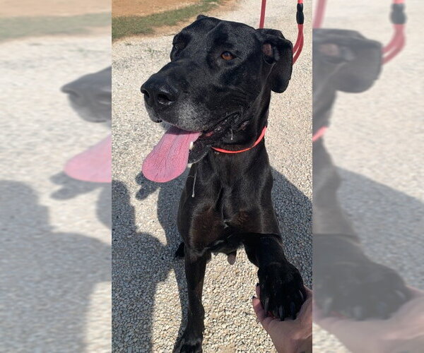 Medium Photo #1 Great Dane Puppy For Sale in Bullard, TX, USA