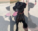 Small Great Dane