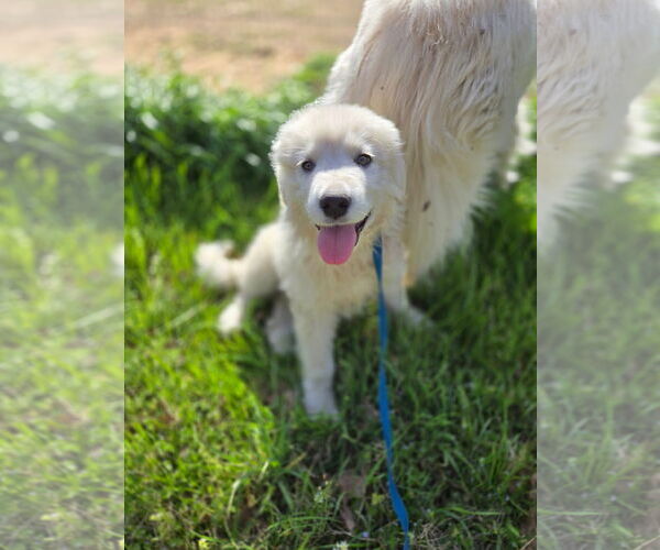 Medium Photo #11 Great Pyrenees Puppy For Sale in Spring, TX, USA