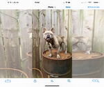 Small #4 French Bulldog