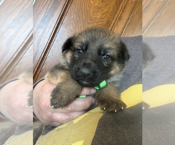 Medium Photo #3 German Shepherd Dog Puppy For Sale in NEWVILLE, PA, USA