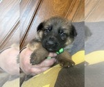 Small #2 German Shepherd Dog