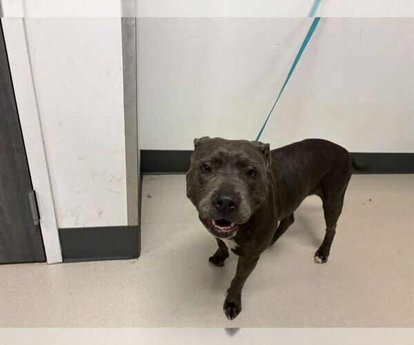 Medium Photo #1 Mutt Puppy For Sale in Corona, CA, USA