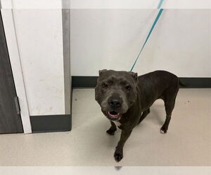 Mutt Dogs for adoption in Corona, CA, USA