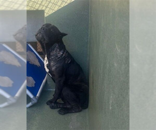 Medium Photo #1 Mutt Puppy For Sale in Downey, CA, USA