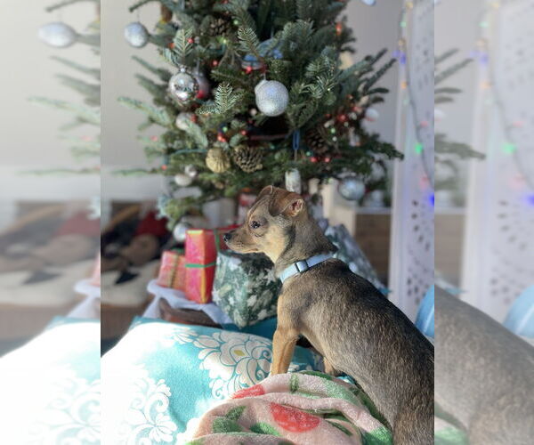 Medium Photo #3 Chiweenie Puppy For Sale in Oak Bluffs, MA, USA