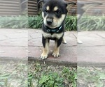 Puppy Penny Shiba Inu