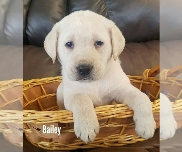 Medium Photo #7 Labrador Retriever Puppy For Sale in CATO, NY, USA