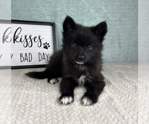 Pomsky Puppy for sale in FRANKLIN, IN, USA